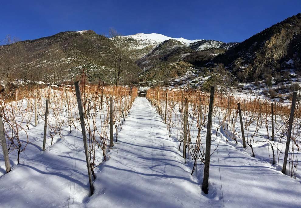 Vinya Corters Monteixo nevada 2