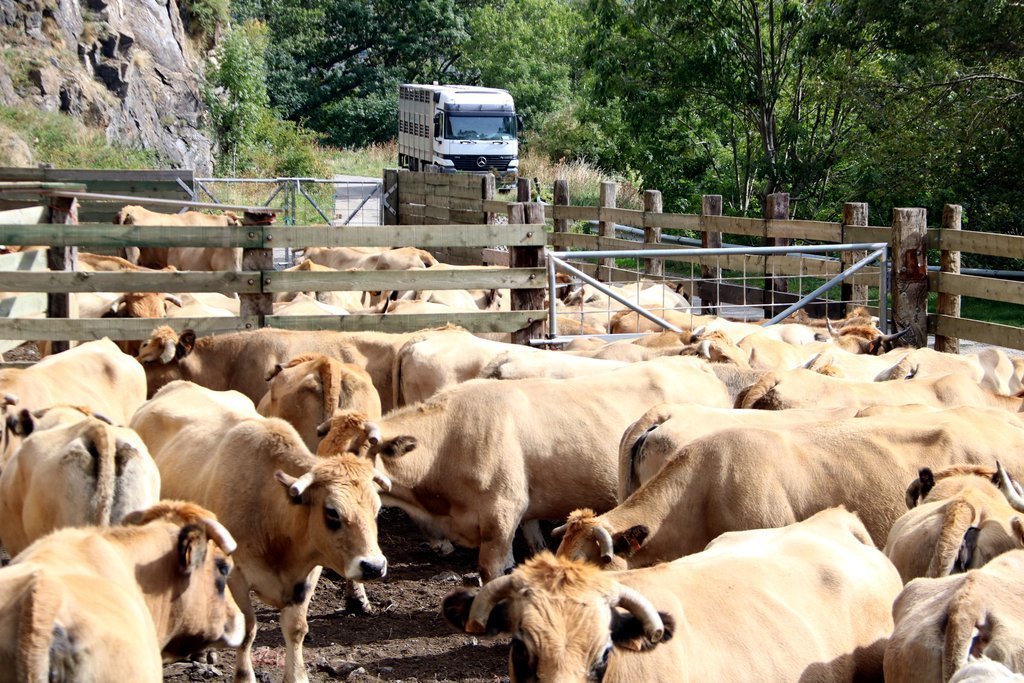 Un ramat de vaques esperant per ser carregades després d'haver baixat de la muntanya el 23 de setembre del 2019 a Llessui, al Pallars Sobirà. (horitzontal)