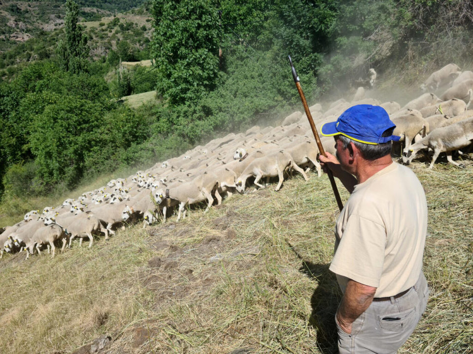Ramon Cornellana en una finca de Farrera amb el seu ramat d'ovelles. 