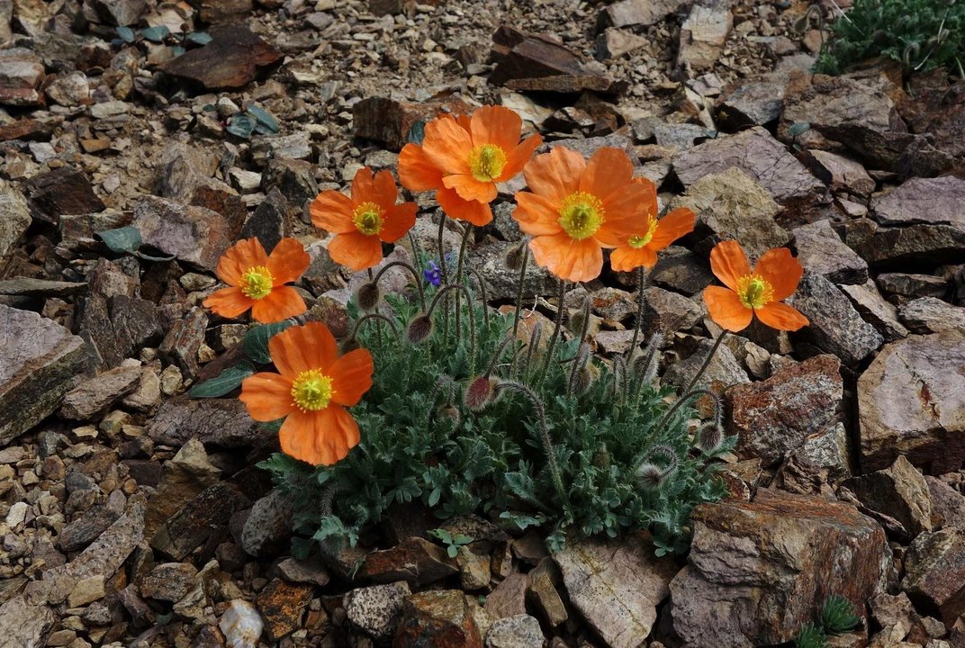 Foto flora Llívia