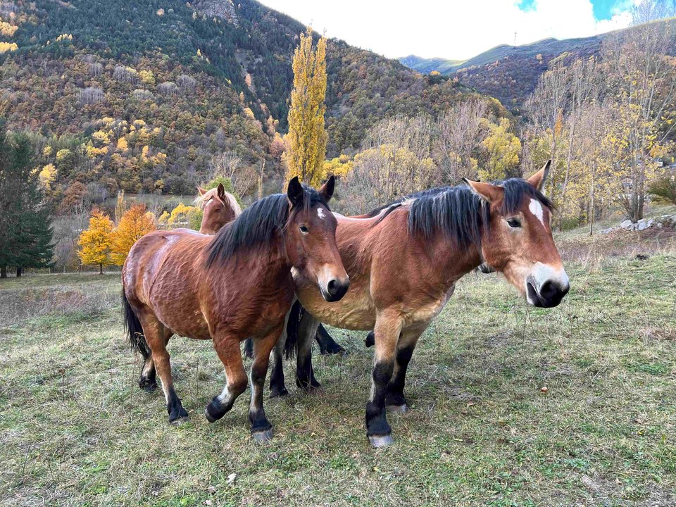 Cavall pirinenc català a Espui