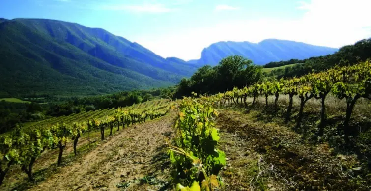 Celler Miquel Roca 