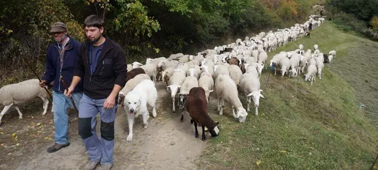 Un dels pastors pagats pel Departament amb un propietari de ramats vigilats 