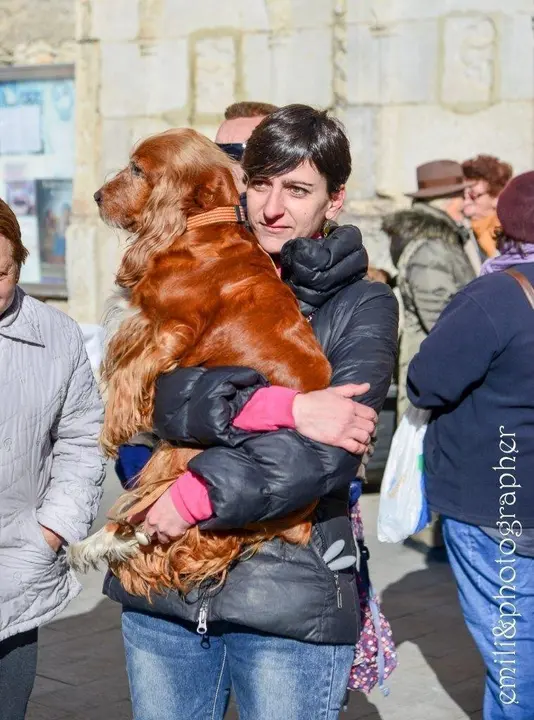 Missa i benedicci&oacute; d'animals Sant Antoni.