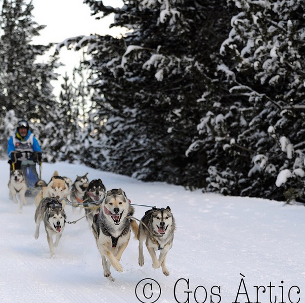 Gos ARtic.jog