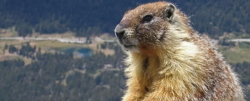 Marmota-sentada
