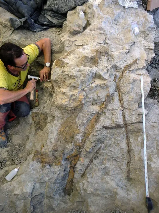Coll_vertebres_sauropode_Orcau
