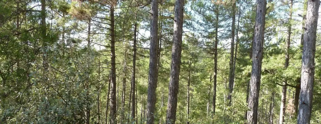 foto (1)