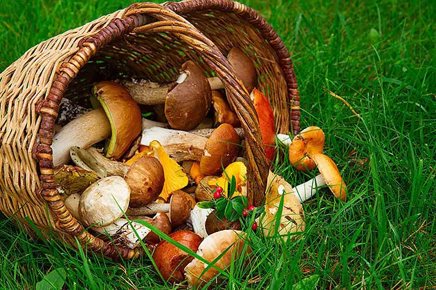 mushrooms in willow basket on soft  green grass