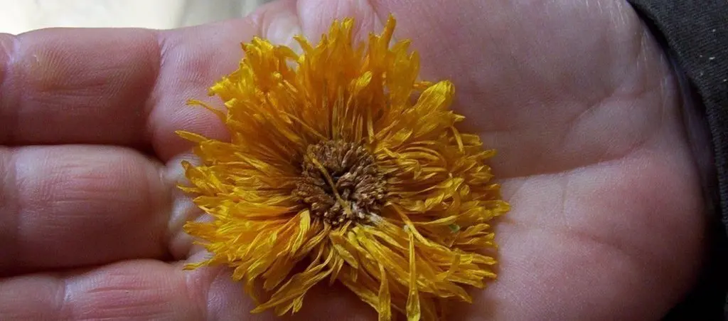 Calendula