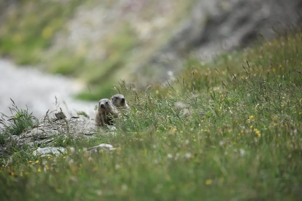 marmottes_sassiere_148
