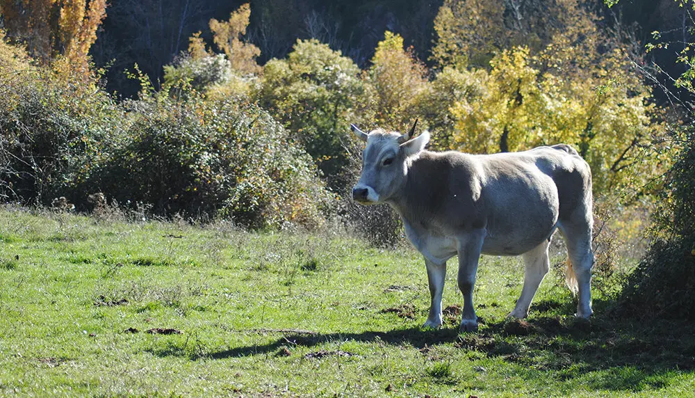 vaca marceli 2