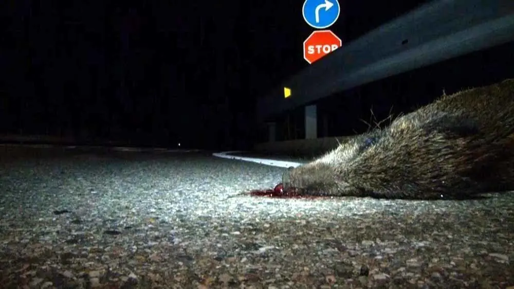 Imatge en qu&radic;&reg; es veu en primer terme el cap d'un senglar mort per un atropellament a la carretera C-14, i senyals de tr&radic;&dagger;nsit al fons (horitzontal)