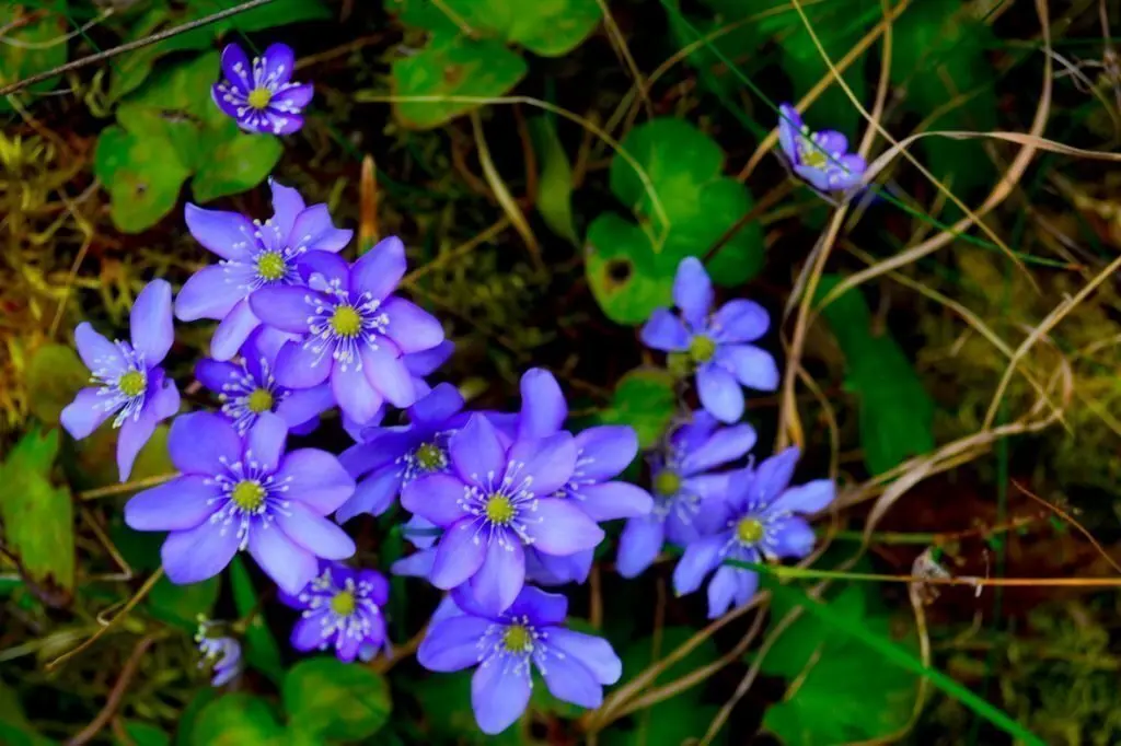 dsc_2268-1024x682