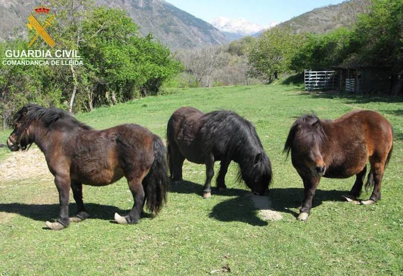 Imatge general dels tres animals (un cavall i dos femelles) que es trobaven en mal estat. Imatge del 25 d'abril del 2017. (horitzontal)