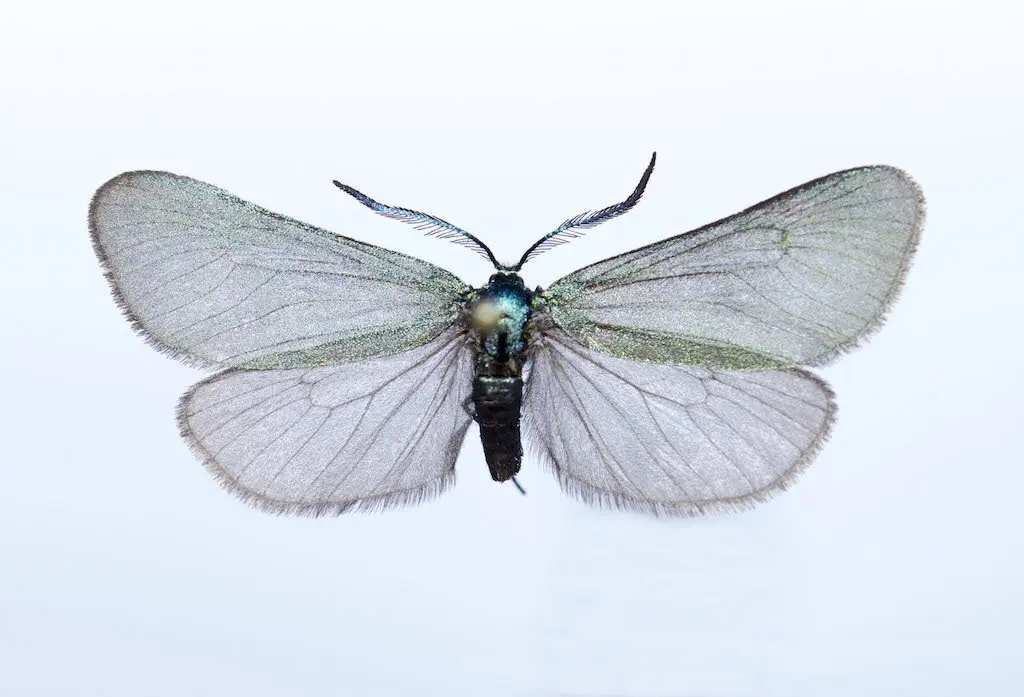Adult de Jordanita budensis recollit al Parc Natural de l'Alt Pirineu. (horitzontal)