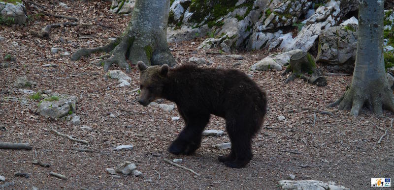 Goiat, el nou ós que han alliberat al Pirineu, a la vall d'Isil, el 6 de juny del 2016. (horitzontal)