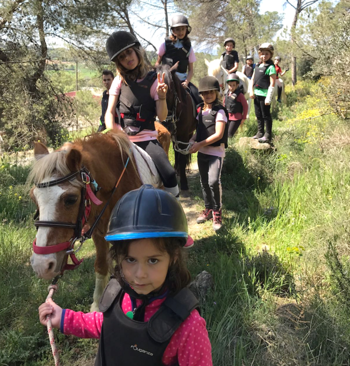 ponis