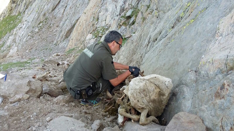 Imatge d'un Agent Rural comprovant l'estat d'una de les ovelles mortes. Imatge del 18 de juliol del 2017. (horitzontal)