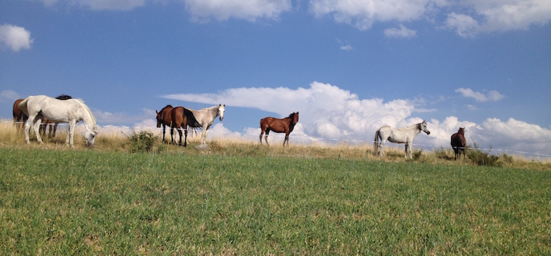 cavalls