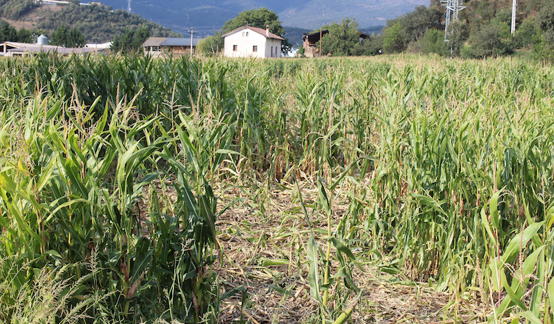 blat de moro