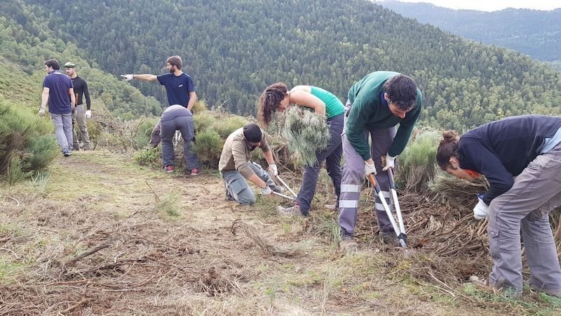 Imatge de voluntaris del Projecte Boscos de Muntanya fent tasques a la muntanya de Ginestarre. Imatge del 22 de setembre del 2017. (horitzontal)