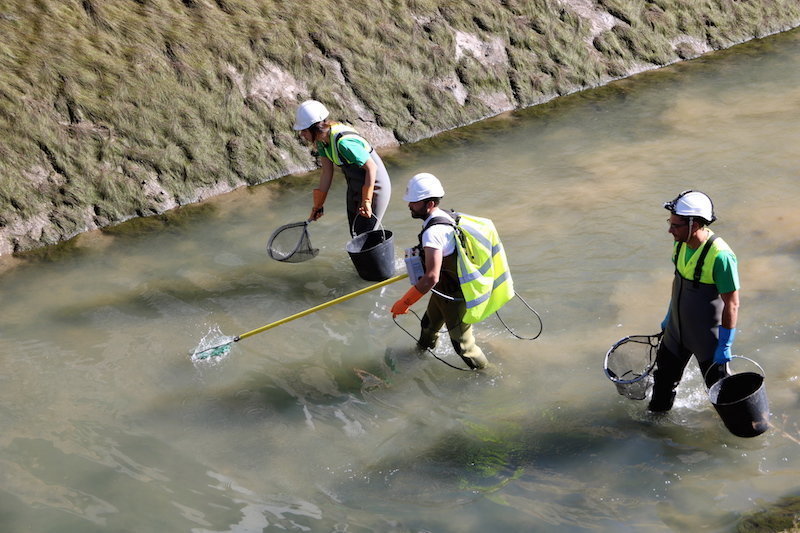 Tres persones rastrejant el canal de Gavet per extreure els peixos que hi ha. Imatge del 23 d'octubre del 2017. (horitzontal)