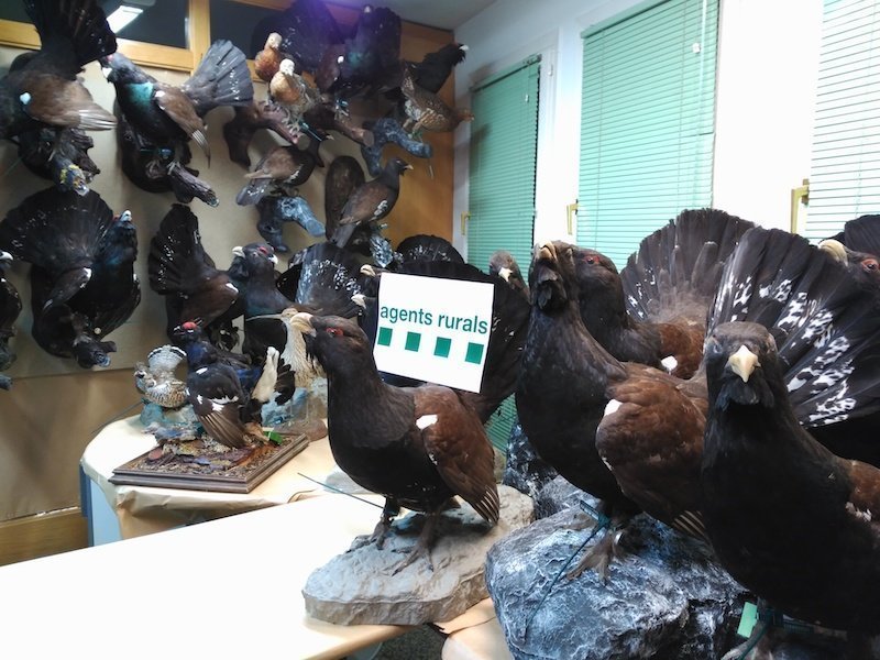 Imatge dels galls fers dissecats comissats en un domicili de Canejan, a la Val d'Aran. (Horitzontal)