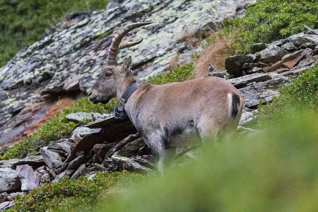 Un herc a l'Alt Pirineu