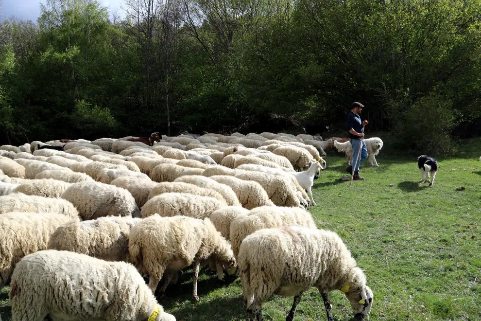 Un ramat al Pallars Sobirà:ACN 2