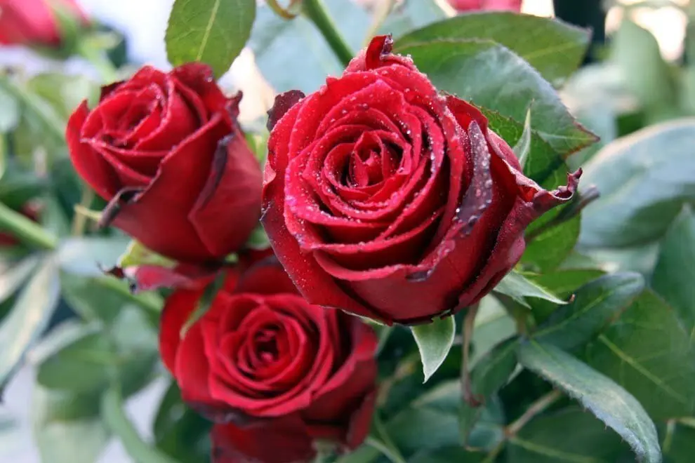 foto_967276O (1)