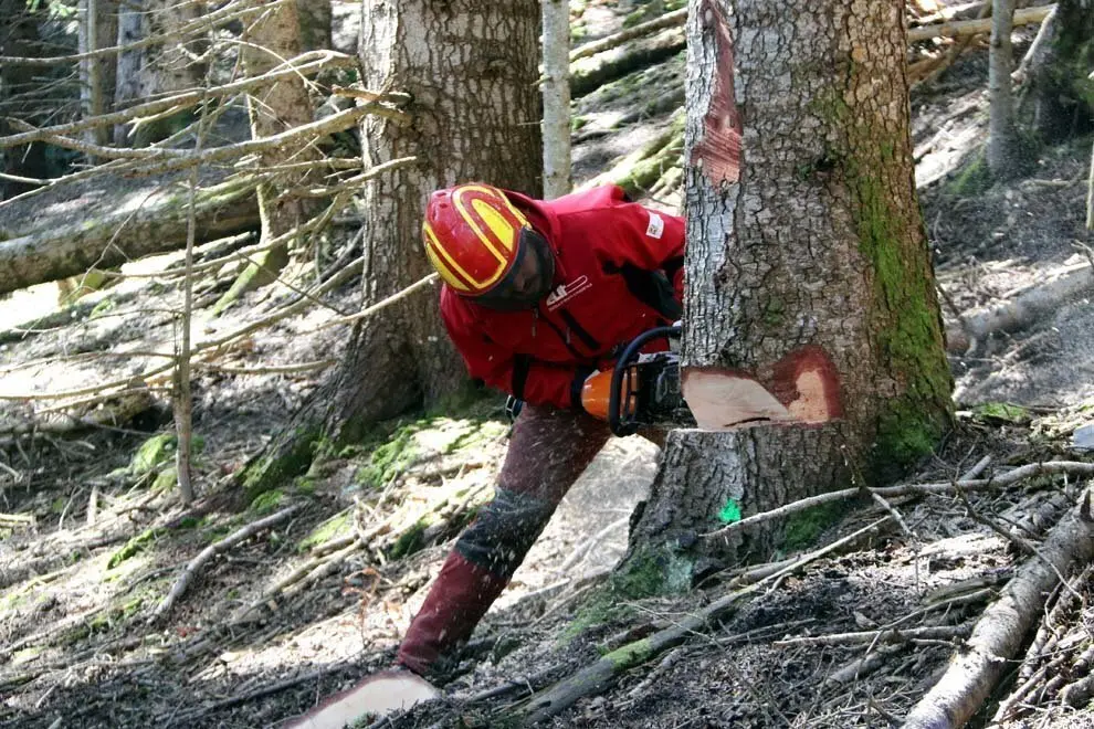Forestal motoserra