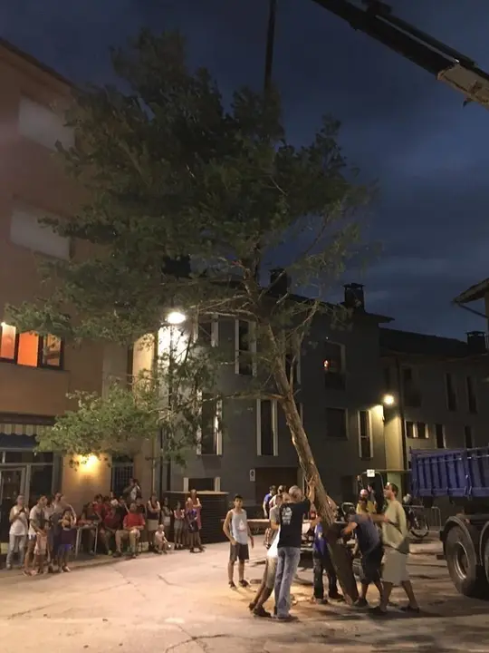 Festa Major Castellciutat plantada del pi