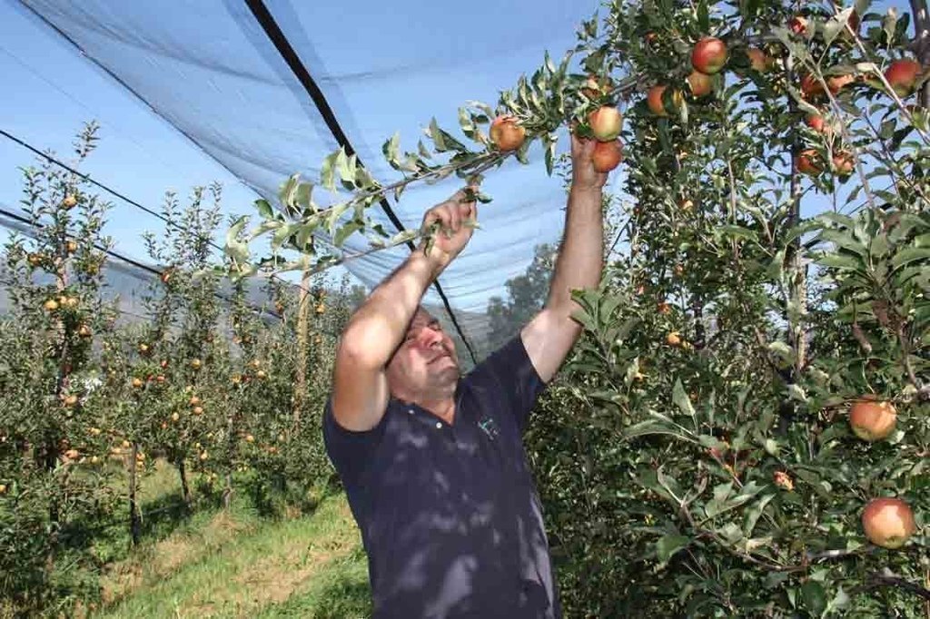 Pla mig d'un dels responsables de Mas Cal Gint√≥, Jordi Pont, collint les primeres pomes de muntanya de la temporada a Mosoll, al terme de Das (Cerdanya), el 24 de setembre de 2018 (Horitzontal).