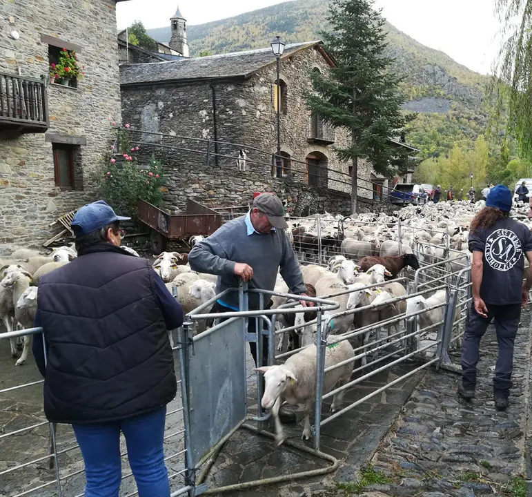 Un ramat d'ovelles arribant al poble despr&radic;&copy;s de passar l'estiu a la muntanya. (horitzontal)