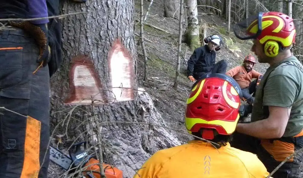 Especialista forestal