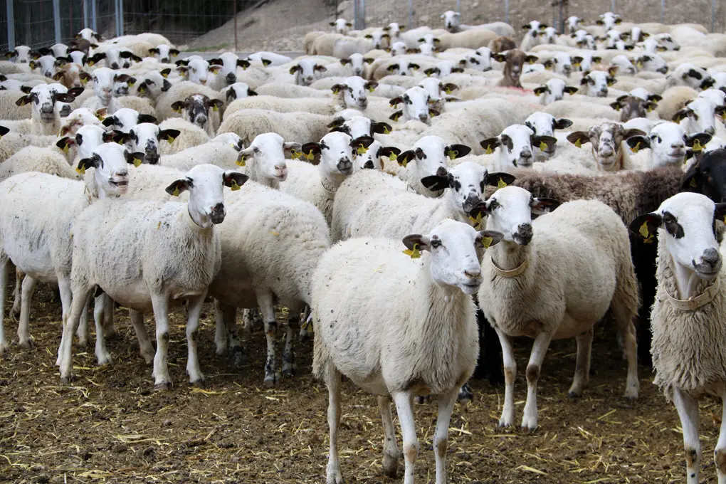 Un ramat d'ovelles d'una explotaci&radic;&ge; ramadera de Sant Esteve de la Sarga, al Pallars Juss&radic;&dagger;, el 19 de mar&radic;&szlig; del 2019. (horitzontal)