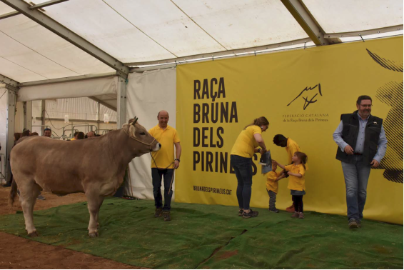 Raça Bruna dels Pirineus