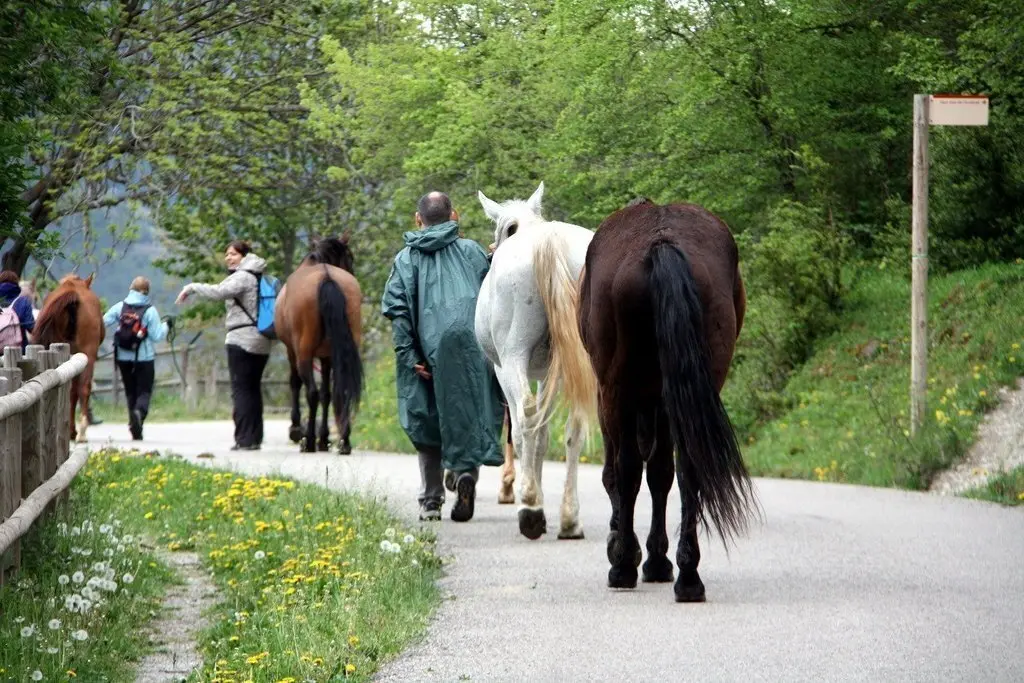 Imatge d'esquena dels participants a la transhum..ncia envoltats de cavalls i fent cam... (Horitzontal)