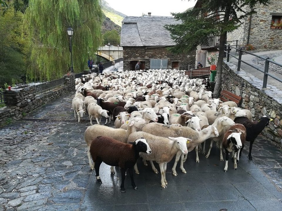 Un ramat d'ovelles arribant al poble despr..s de passa l'estiu a la muntanya. (horitzontal)