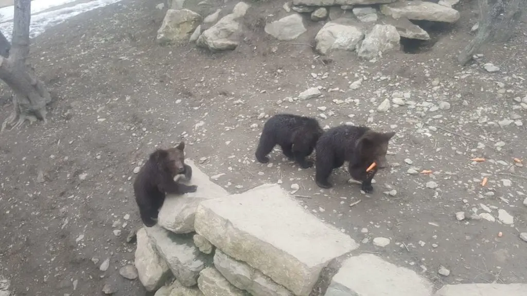 Tres exemplars d'ossos a Aran Park, a Boss&ograve;st, aquest mes de juny. (horitzontal)