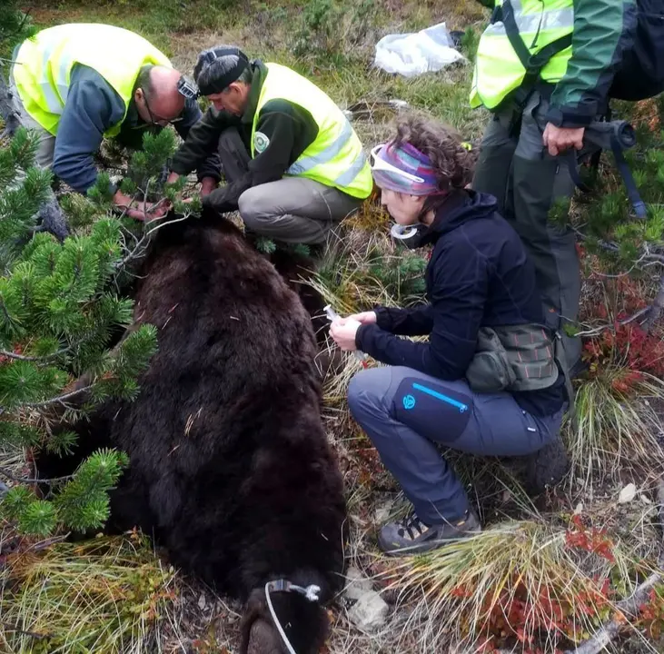 Pla mitj&agrave; on es pot veure el moment del canvi de les bateries del collar de l'os Goiat, a Naut Aran, el 16 d'octubre de 2018. (Horitzontal)