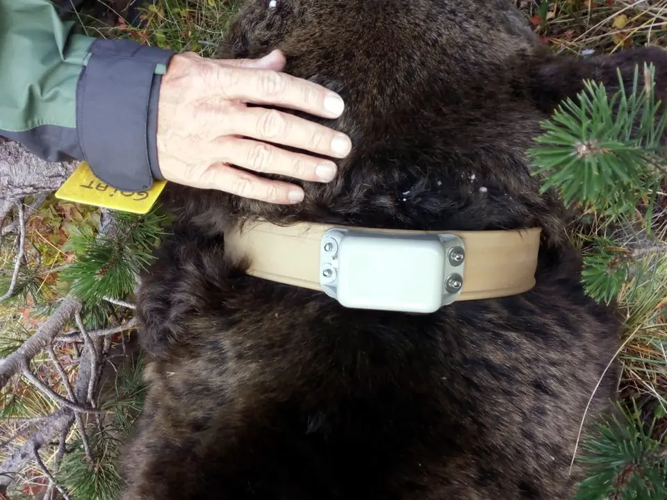 Pla tancat on es pot veure el collar localitzador que porta l'os Goiat, el 16 d'octubre de 2018. (Horitzontal)