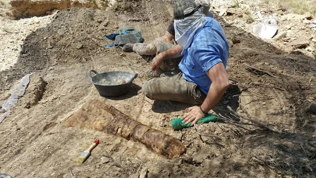 Aspecte d'un os de l'avantbra&radic;&szlig; d'un titanosaure, una ulna, recuperat al jaciment arqueol&radic;&le;gic de les Gavarres, a Isona, en una imatge difosa el 30 de juliol del 2019. Pla general. (Horitzontal)