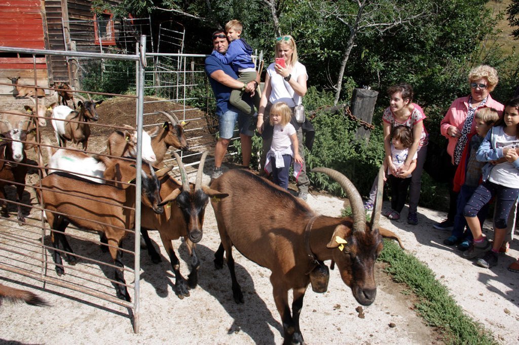 Pla general on es veu part del ramat de cabres de la Formatgeria de Montmel√∫s sortint a pasturar sota la mirada del p√∫blic assistent a les Visites a pag√®s de Cerdanya, el 21 d'agost de 2019 (Horitzontal).