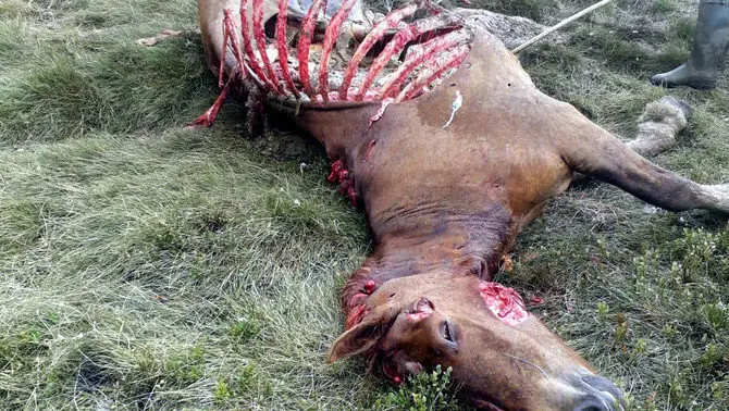Pla general d'una euga morta per un atac de l'os Cachau el dimecres 11 de setembre del 2019. (vertical)