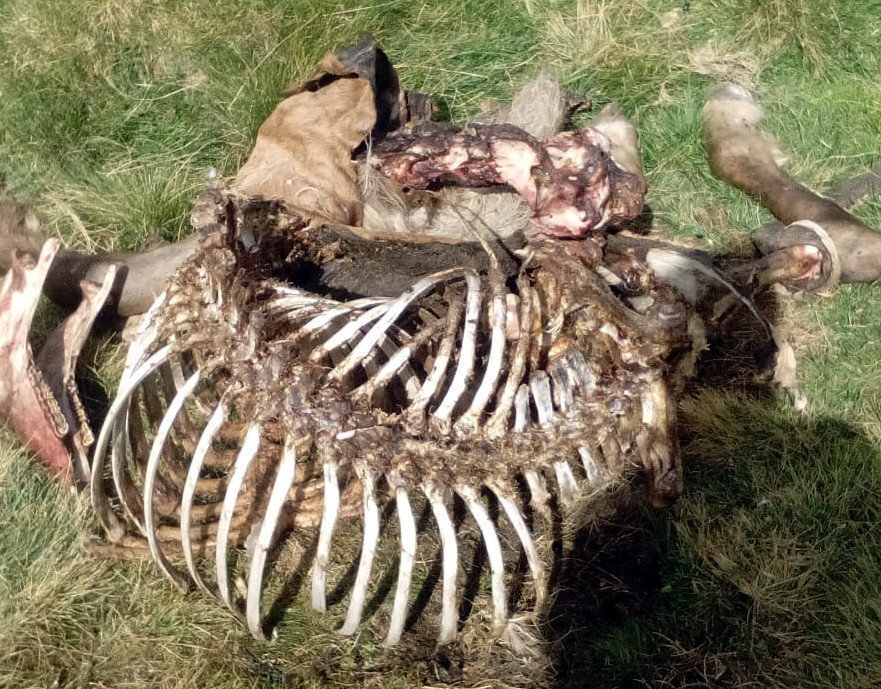 Primer pla de les restes de l'euga morta per un atac de l'os Cachou. Imatge del 16 de setembre del 2019. (horitzontal)