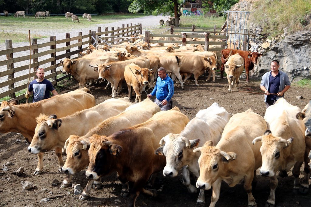 Tres ramaders triant les vaques per carregar al camió després d'haver baixat de la muntanya el 23 de setembre del 2019 a Llessui, al Pallars Sobirà. (horitzontal)