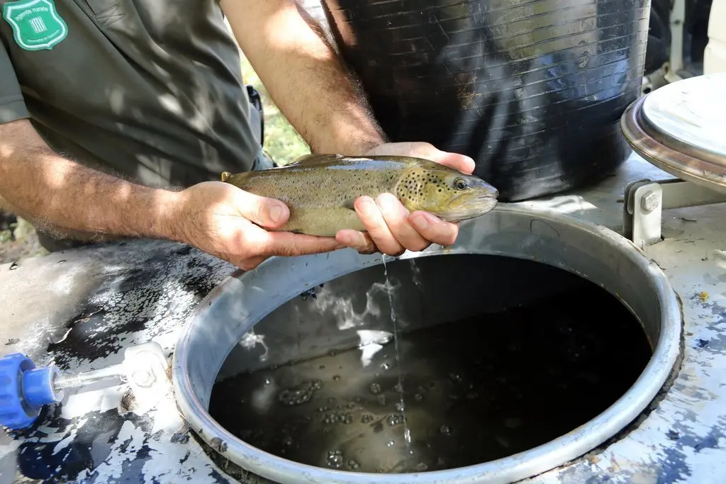 Primer pla d'una truita rescatada al canal de la central de la Pobla de Segur, al Pallars Juss&agrave;, el dia 24 de setembre del 2019. (horitzontal)