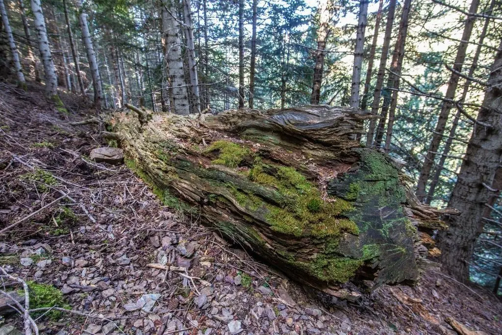 Pla general de l'h&agrave;bitat on viu l'esp&egrave;cie de molsa Buxbaumia aphylla, una planta protegida molt lligada a la conservaci&oacute; dels boscos madurs i fusta morta. (horitzontal)
